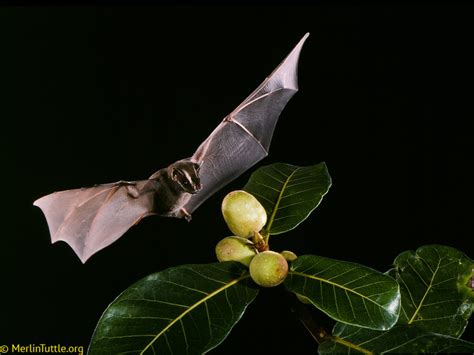 Spoder witch bat